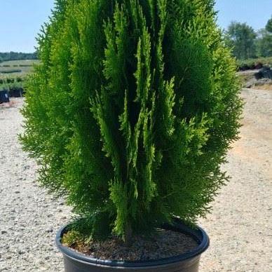 Thuja orientalis ‘Aurea Nana ~ Berkman's Golden Arborvitae, Biota - Delivered By ServeScape