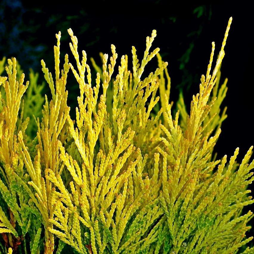 Thuja plicata '4EVER' ~ Forever Goldy® Arborvitae-ServeScape