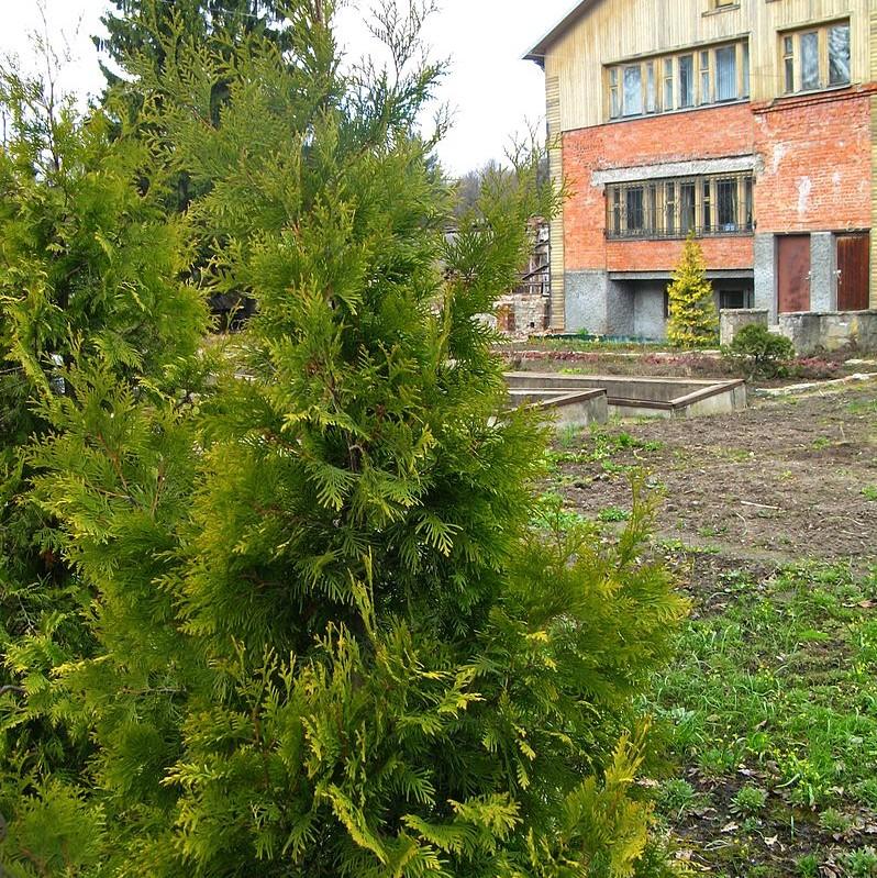 Thuja plicata 'De Rakt' PP19,926 ~ Sugar and Spice Arborvitae-ServeScape
