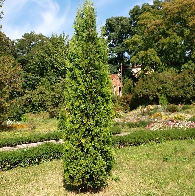 Thuja plicata 'De Rakt' PP19,926 ~ Sugar and Spice Arborvitae-ServeScape