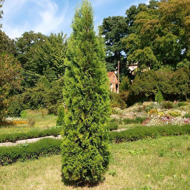 Thuja plicata 'De Rakt' PP19,926 ~ Sugar and Spice Arborvitae-ServeScape