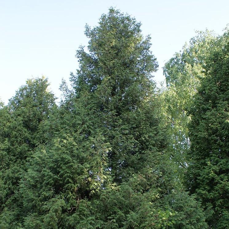 Thuja x 'Steeplechase' ~ Steeplechase Arborvitae - Delivered By ServeScape