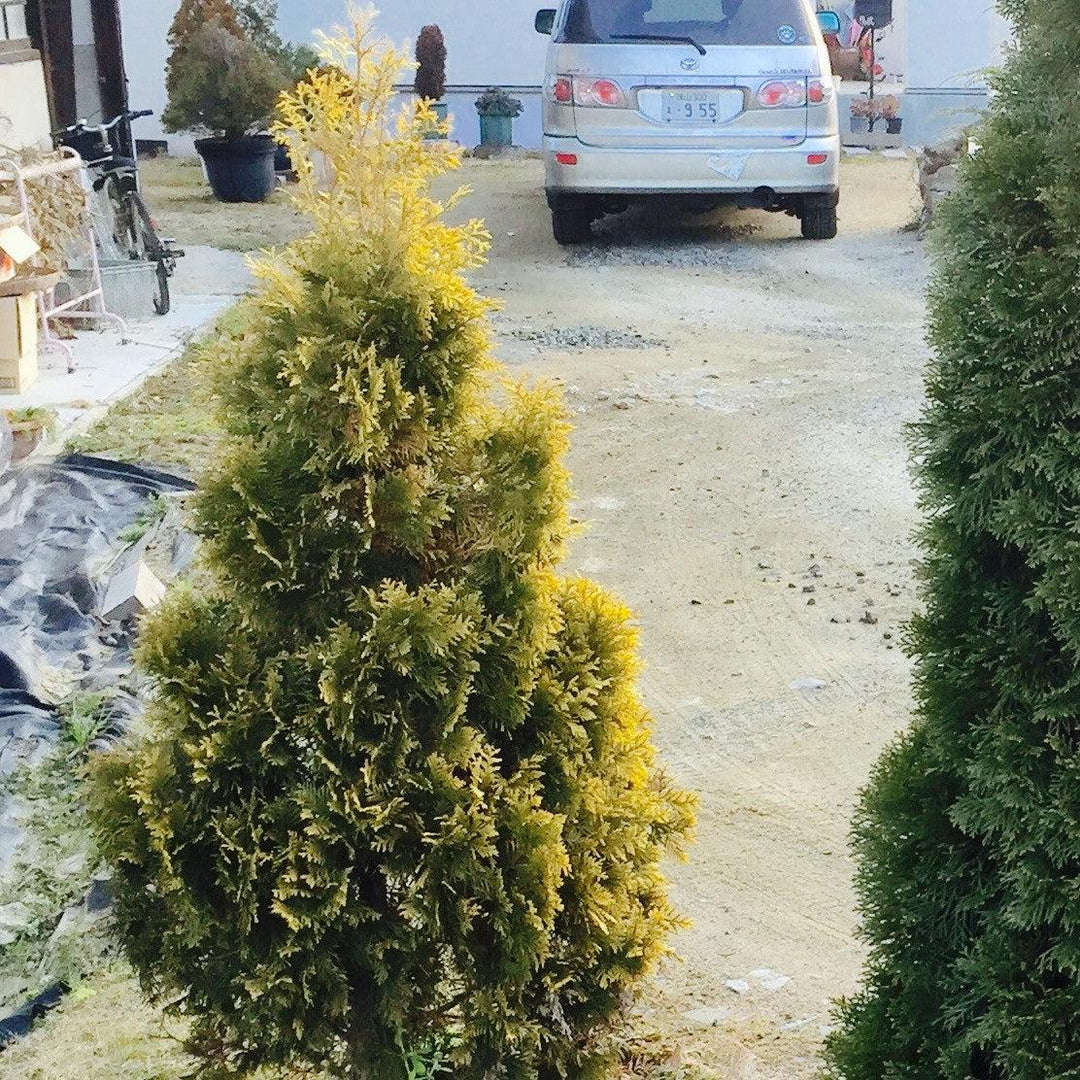 Thuja occidentalis 'Jantar' ~ Amber Gold Arborvitae-ServeScape