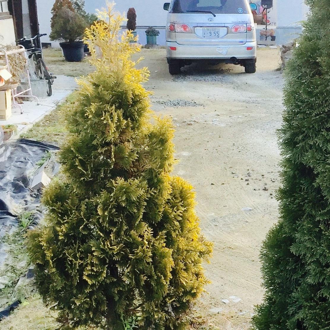 Thuja occidentalis 'Jantar' ~ Amber Gold Arborvitae-ServeScape