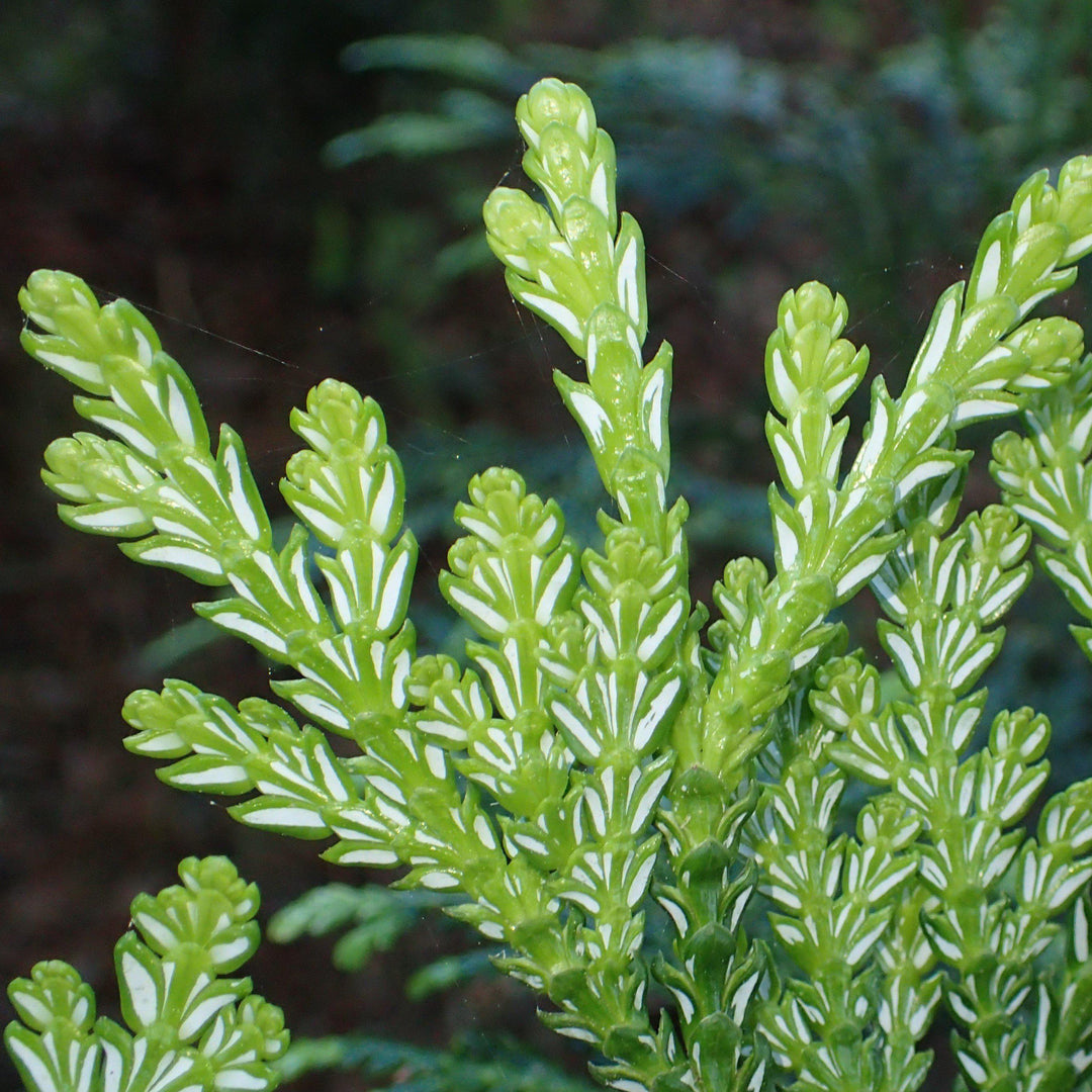 Thujopsis dolabrata ~ Hiba Arborvitae-ServeScape