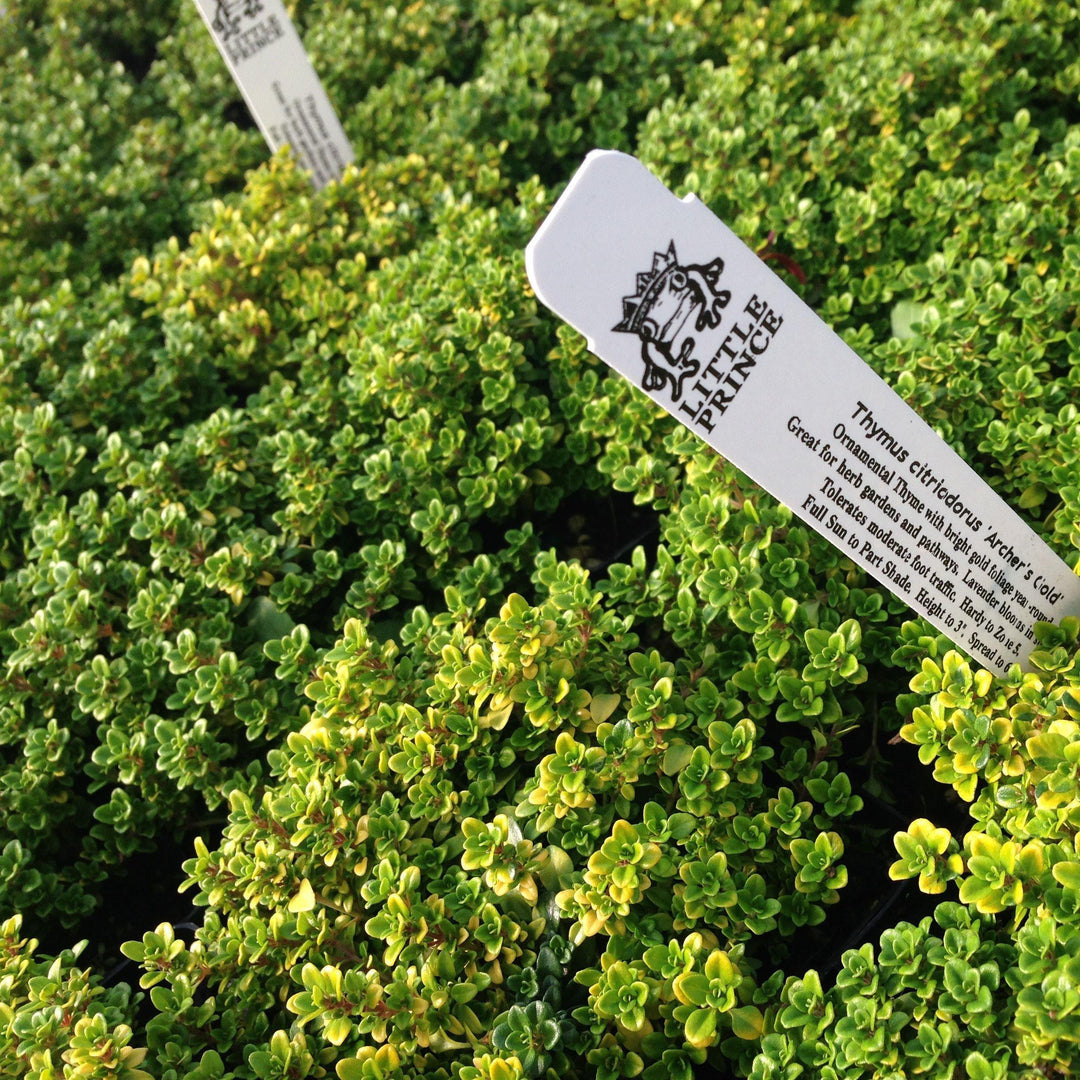 Thymus citriodorus ‘Archer’s Gold’ ~ Archer's Gold Lemon Thyme-ServeScape