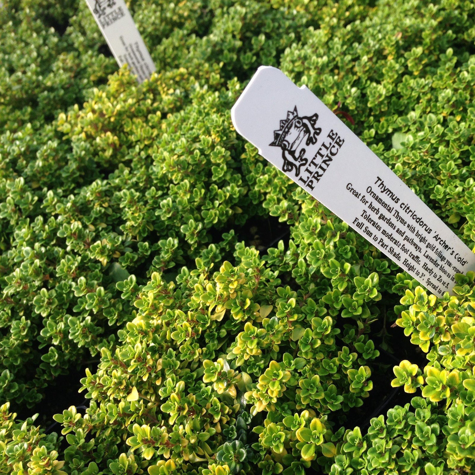 Thymus citriodorus ‘Archer’s Gold’ ~ Archer's Gold Lemon Thyme-ServeScape