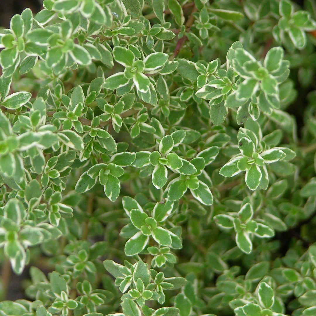 Thymus citriodorus 'Variegata' ~ Variegated Lemon Thyme-ServeScape