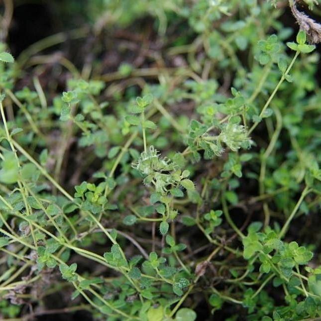 Thymus praecox 'Pink Chintz' ~ Pink Chintz Creeping Thyme-ServeScape