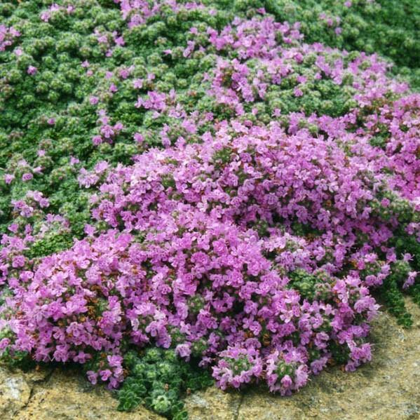 Thymus pseudolanuginosus ~ Woolly Thyme-ServeScape