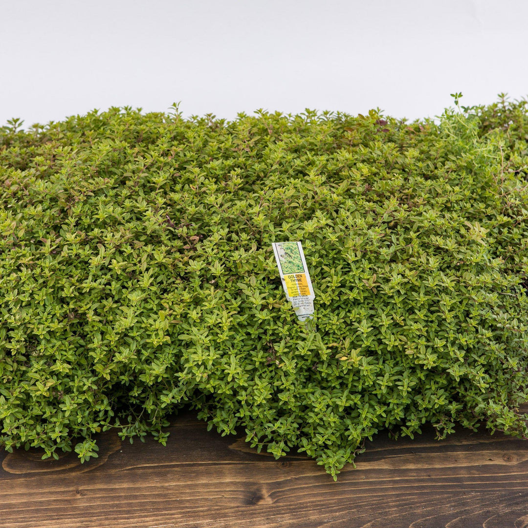 Thymus vulgaris 'Aureus'~ Golden Creeping Thyme - Delivered By ServeScape