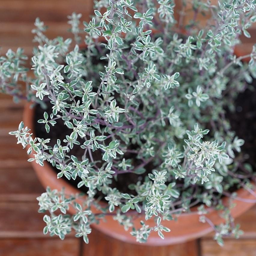 Thymus vulgaris 'Silver Posie' ~ Silver Posie Thyme-ServeScape