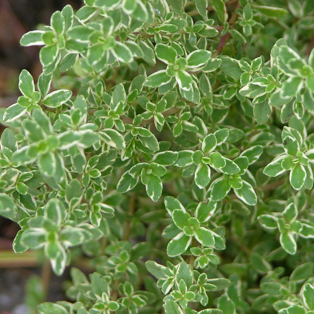 Thymus x citriodorus 'Aureus' ~ Golden Lemon Thyme - Delivered By ServeScape