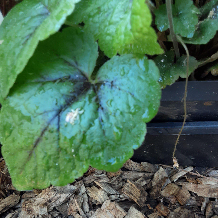 Tiarella cordifolia 'Brandywine' ~ Brandywine Foam Flower-ServeScape