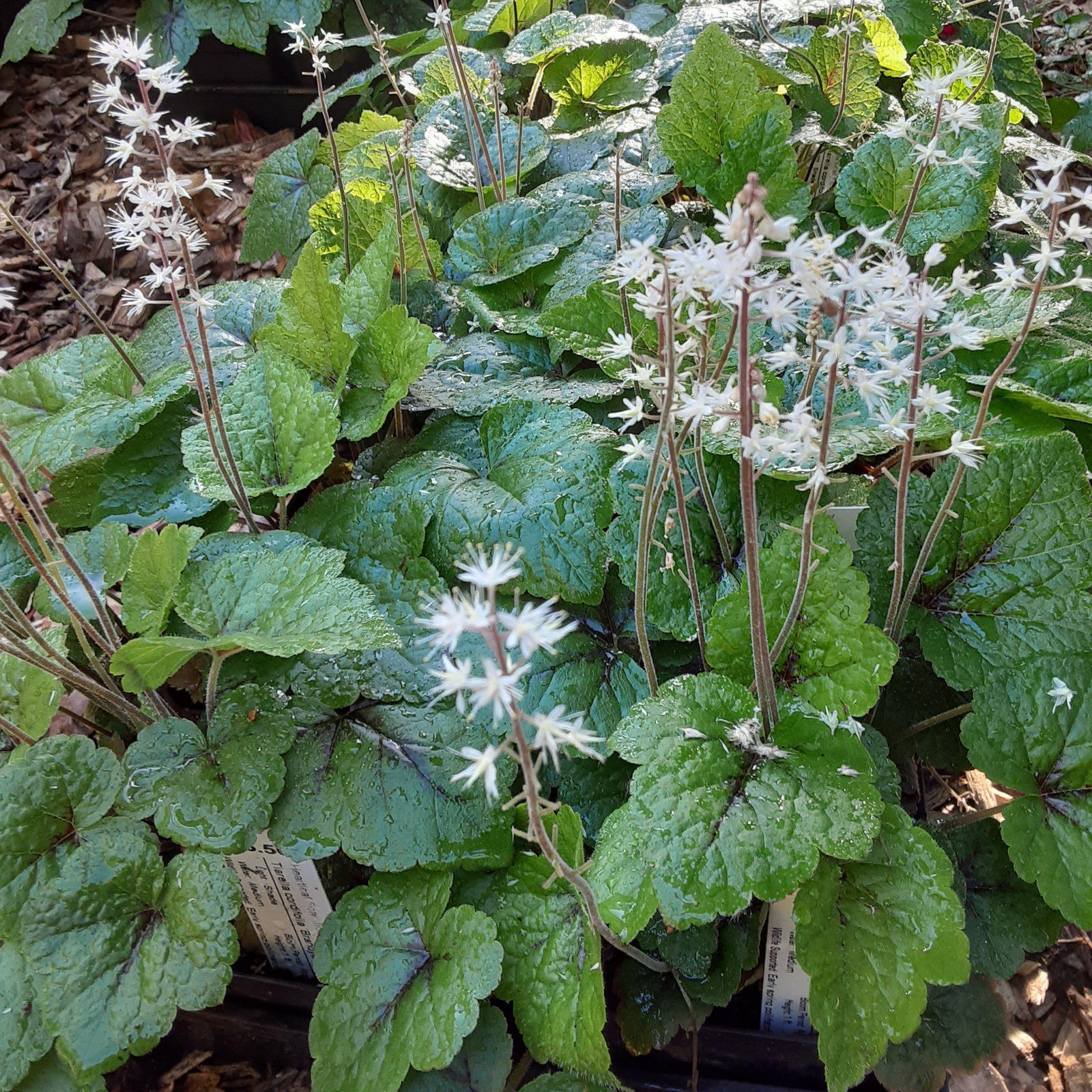 Tiarella cordifolia 'Brandywine' ~ Brandywine Foam Flower-ServeScape