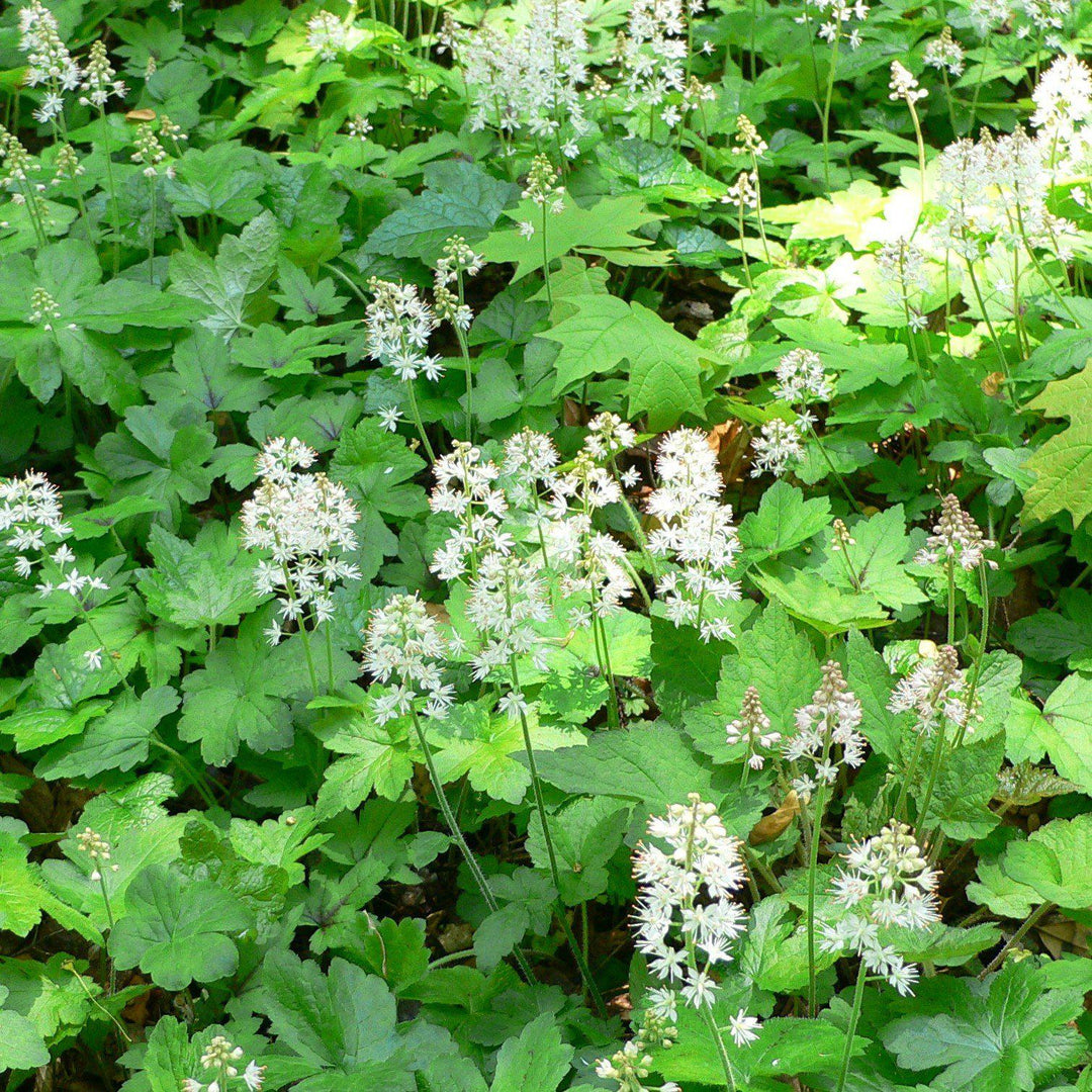 Tiarella cordifolia ~ Foam Flower-ServeScape