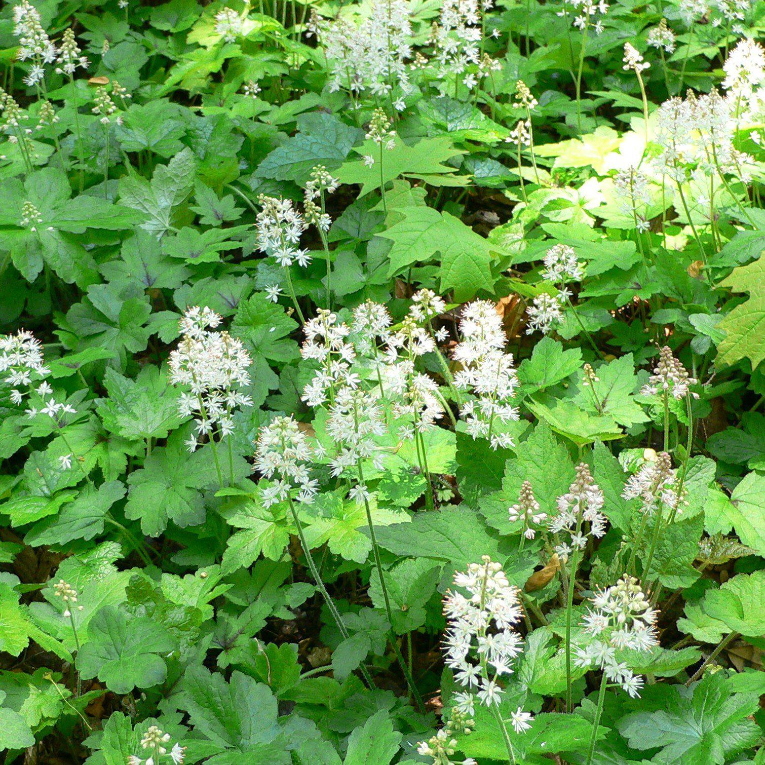 Tiarella cordifolia ~ Foam Flower-ServeScape