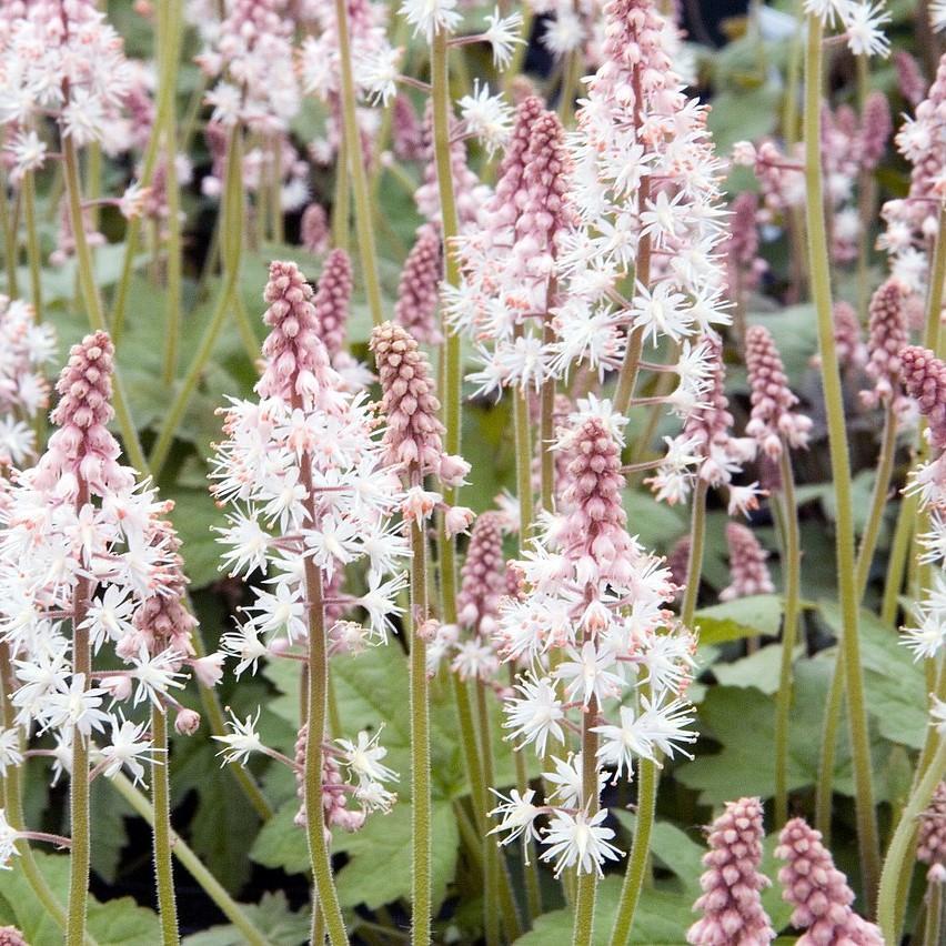 Tiarella cordifolia 'Oakleaf' ~ Oakleaf Foam Flower-ServeScape