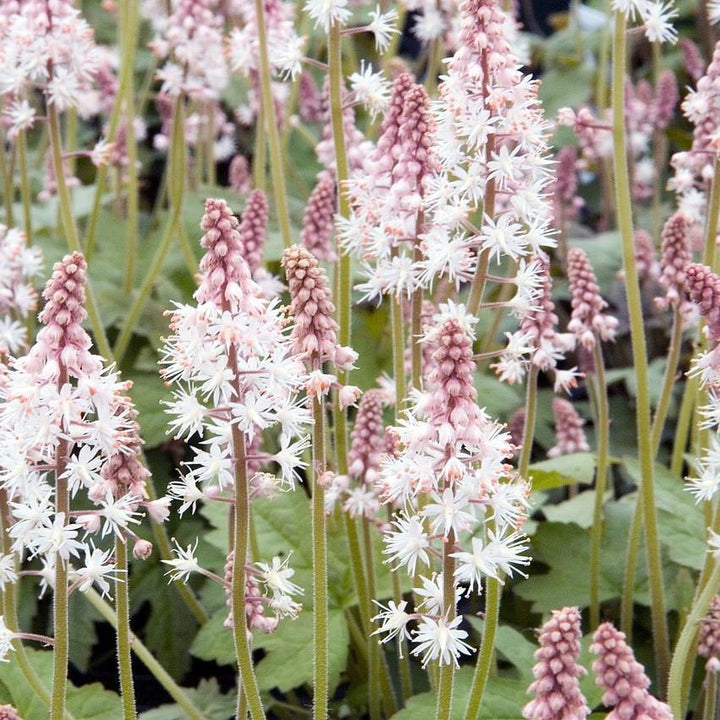 Tiarella cordifolia 'Oakleaf' ~ Oakleaf Foam Flower-ServeScape