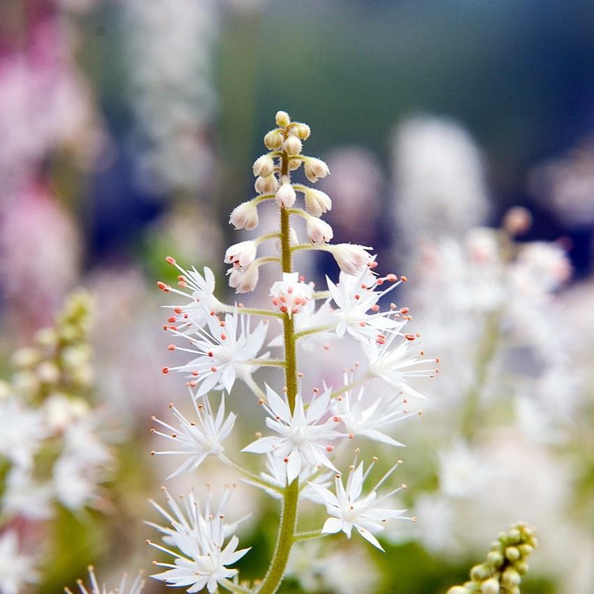 Tiarella cordifolia 'Running Tapestry' ~ Running Tapestry Foam Flower-ServeScape