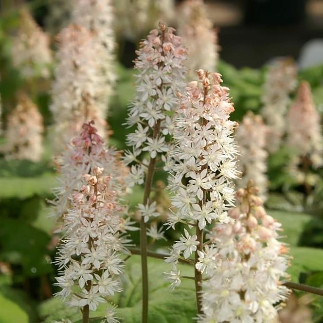 Foam Flower: A Delicate Star in Your Shade Garden