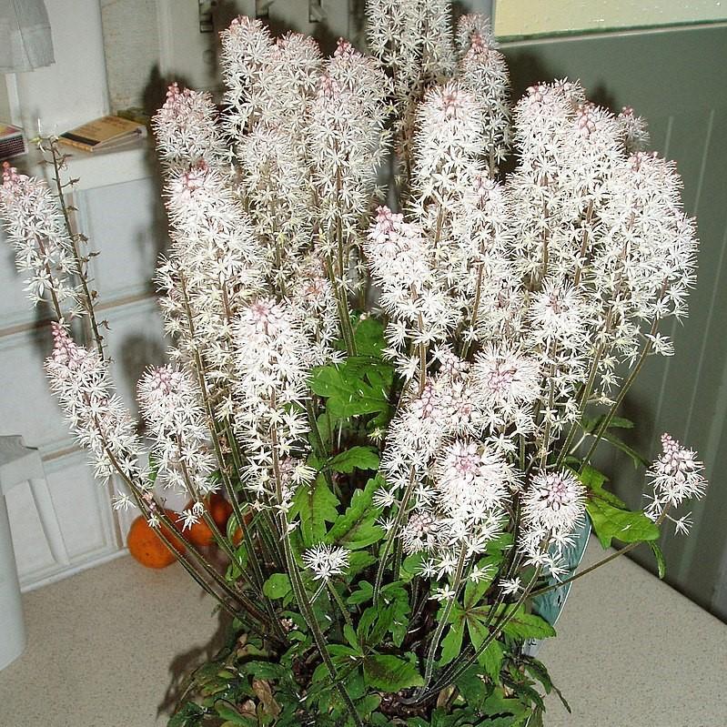 Tiarella x 'Dark Star' ~ Dark Star Foam Flower-ServeScape