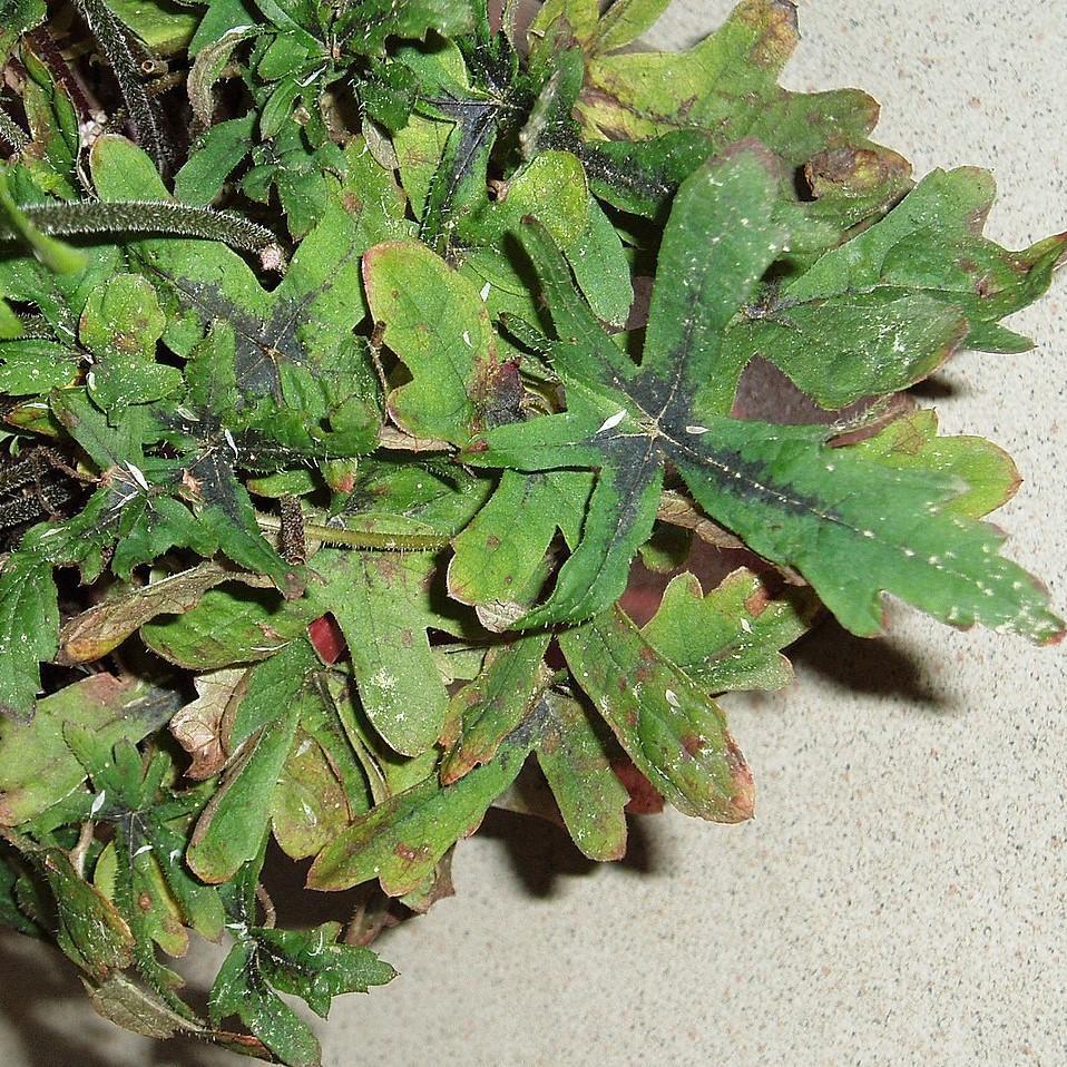 Tiarella x 'Fancy Trails' ~ Fancy Trails Foam Flower-ServeScape
