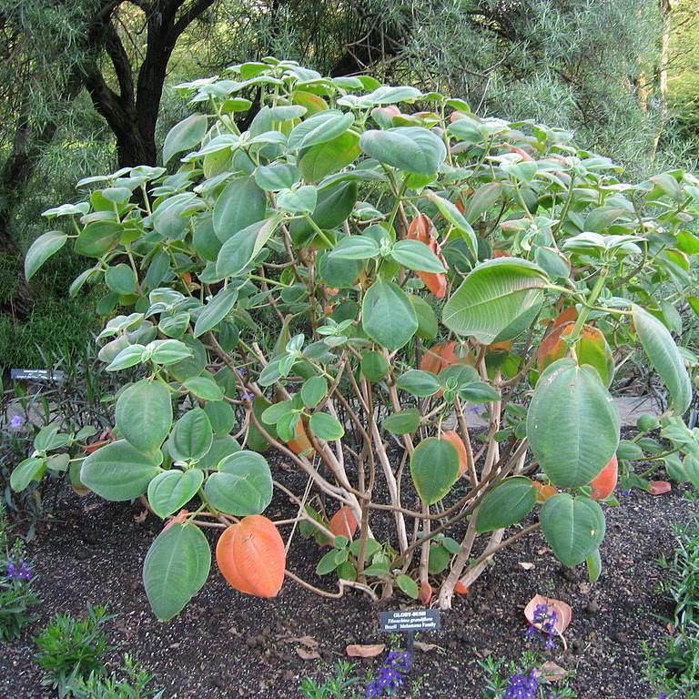 Tibouchina grandifolia ~ Large-Leaf Princess Flower-ServeScape