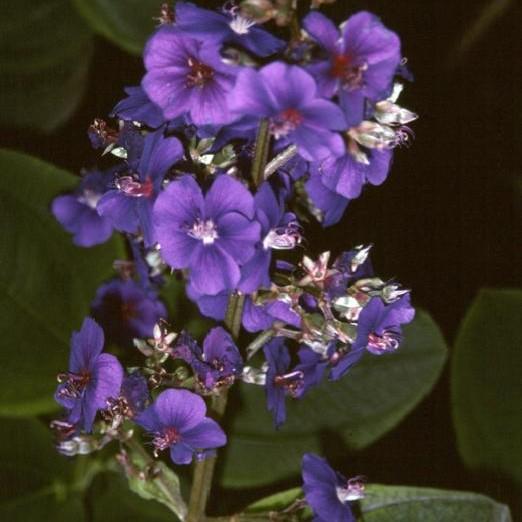 Tibouchina grandifolia ~ Large-Leaf Princess Flower-ServeScape