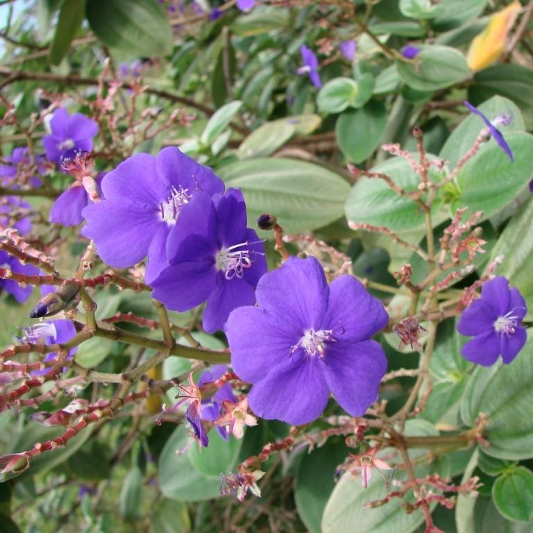 Tibouchina grandifolia ~ Large-Leaf Princess Flower-ServeScape