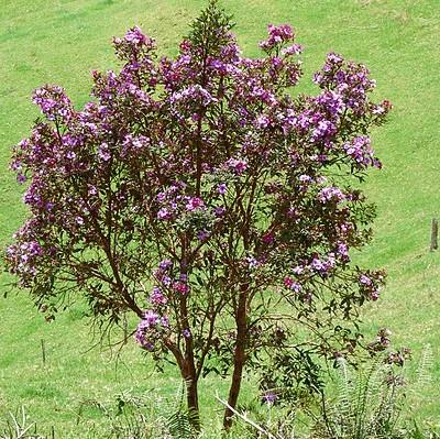 Tibouchina lepidota ~ Glory Bush-ServeScape