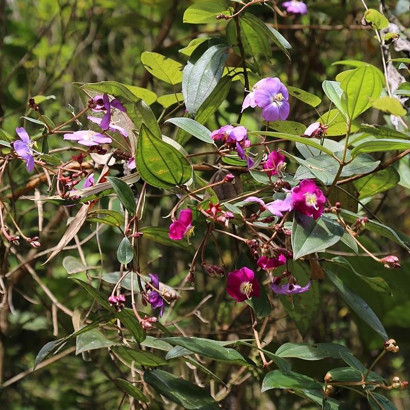 Tibouchina lepidota ~ Glory Bush-ServeScape