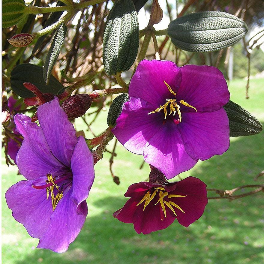Tibouchina lepidota ~ Glory Bush-ServeScape