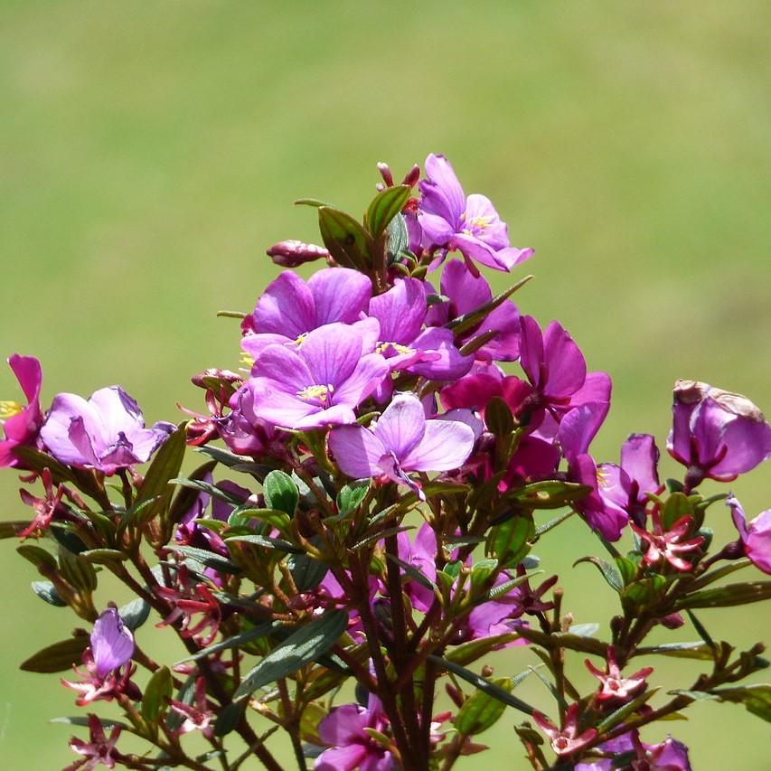 Tibouchina lepidota ~ Glory Bush-ServeScape