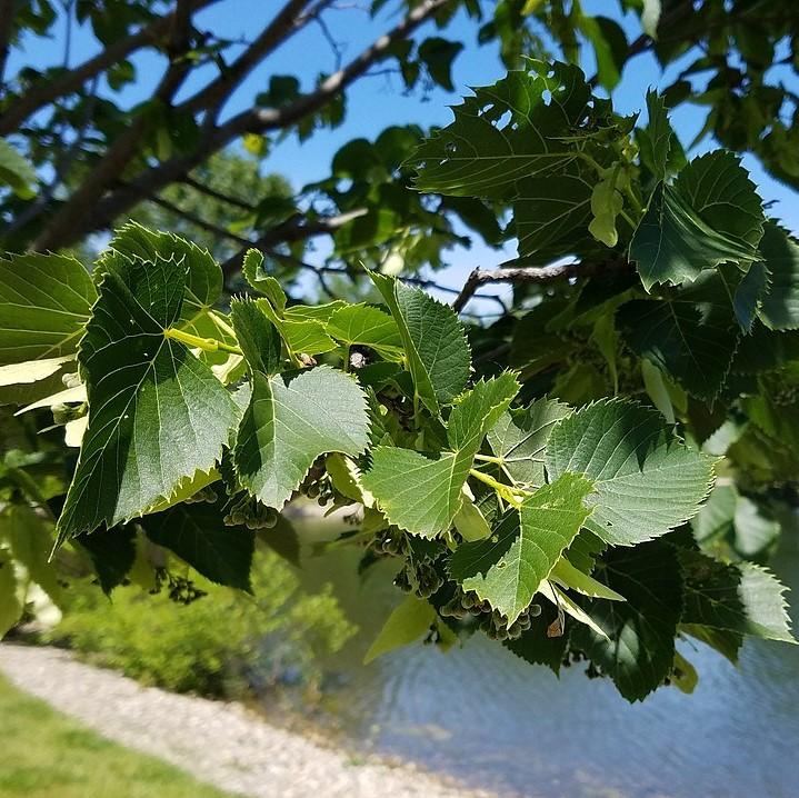 Tilia americana ~ Basswood-ServeScape