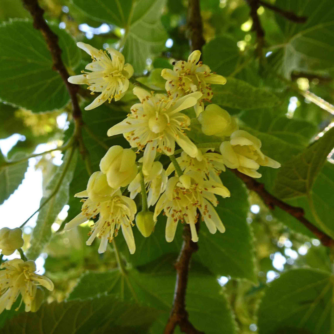 Tilia americana ~ Basswood-ServeScape