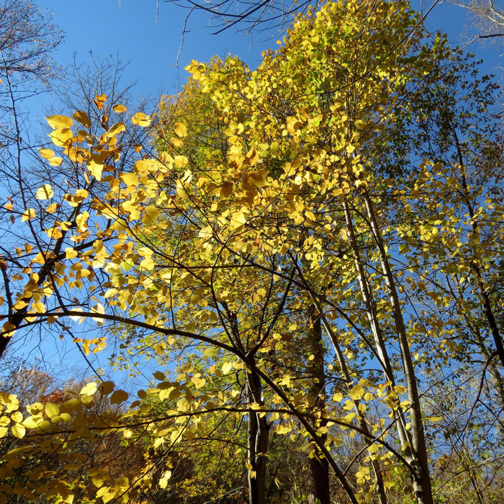 Tilia americana ~ Basswood-ServeScape