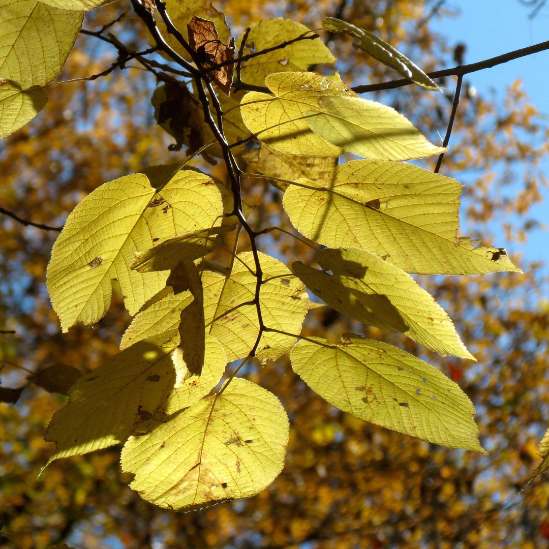 Tilia americana ~ Basswood-ServeScape