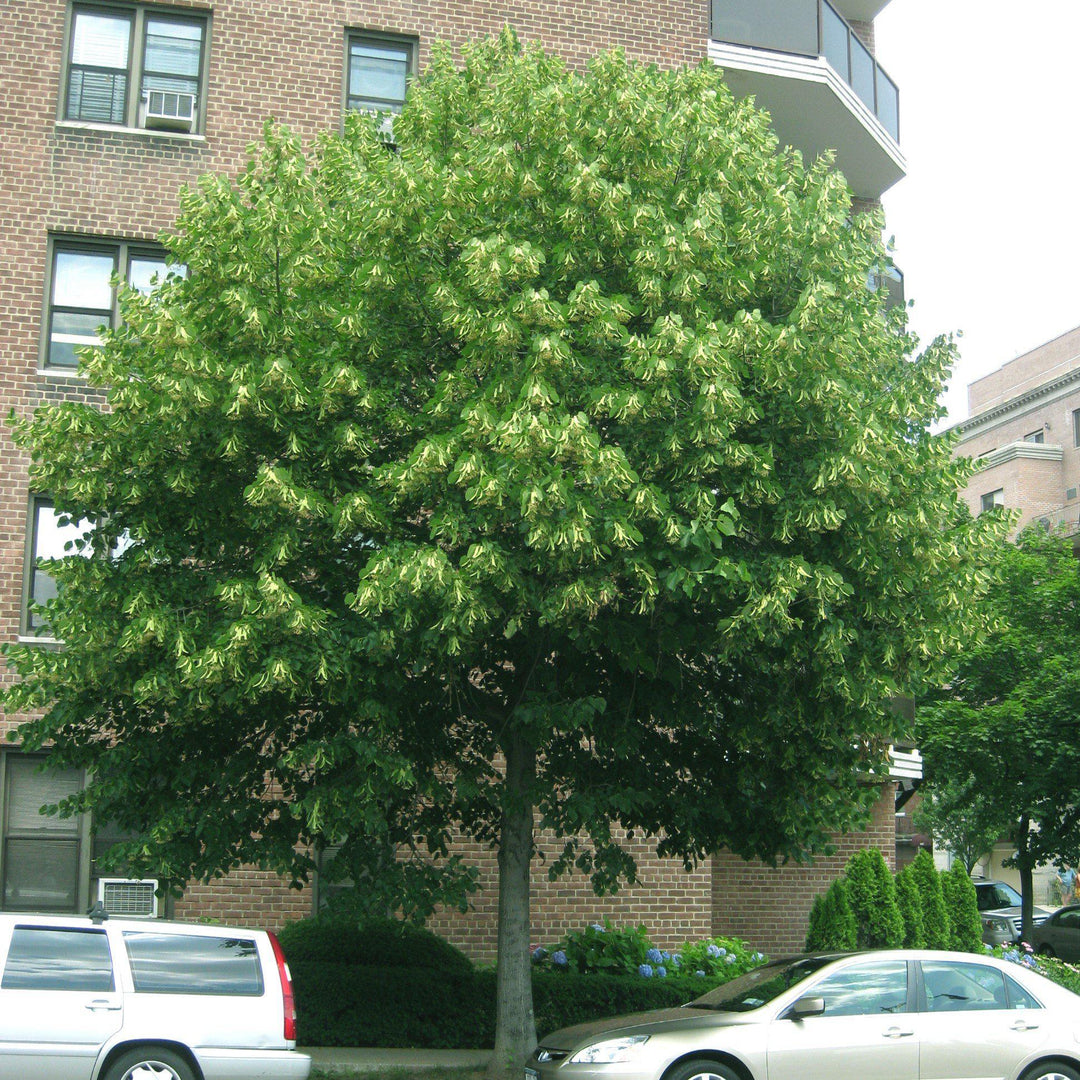 Tilia americana ~ Basswood-ServeScape