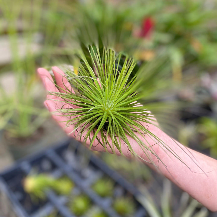 Tillandsia spp. ~ Air Plant-ServeScape