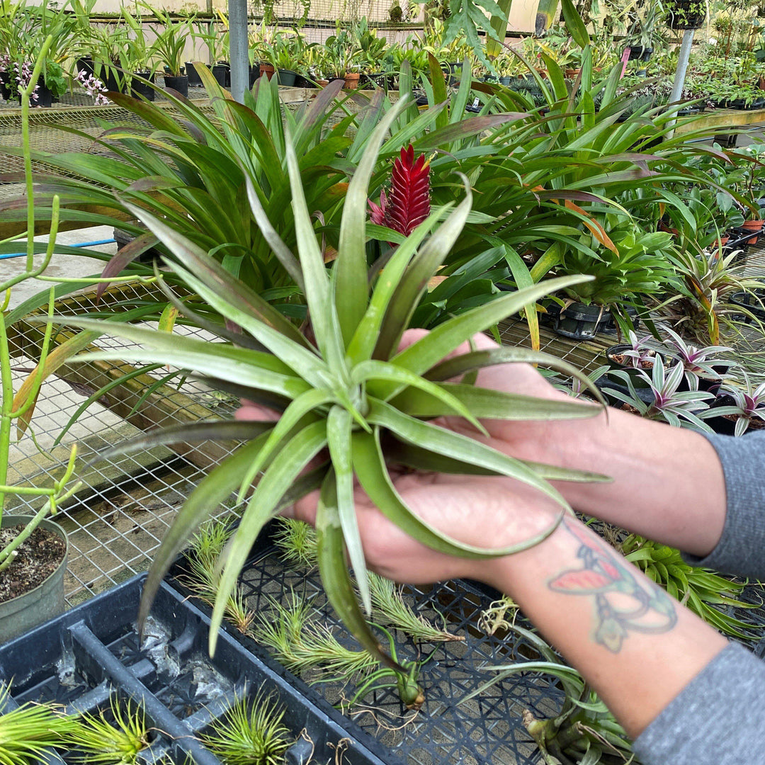 Tillandsia spp. ~ Air Plant-ServeScape