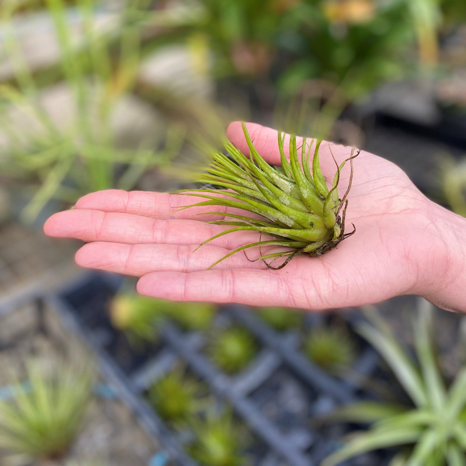 Tillandsia spp. ~ Air Plant-ServeScape
