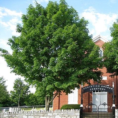 Acer saccharum 'Commemoration' ~ Commemoration® Sugar Maple-ServeScape