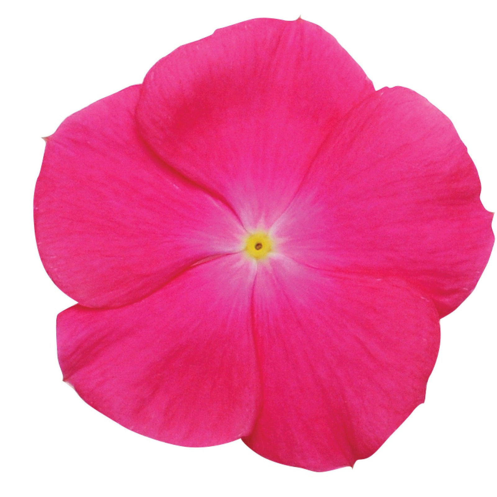 Catharanthus roseus 'Titan Rose' ~ Titan™ Rose Vinca-ServeScape