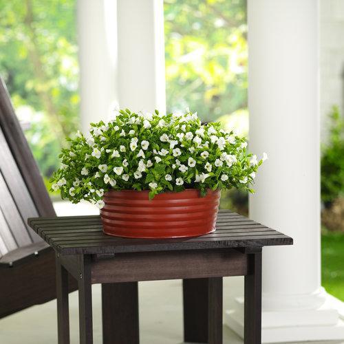 Torenia hybrid 'DANCAT153' ~ Catalina® White Linen Wishbone Flower-ServeScape