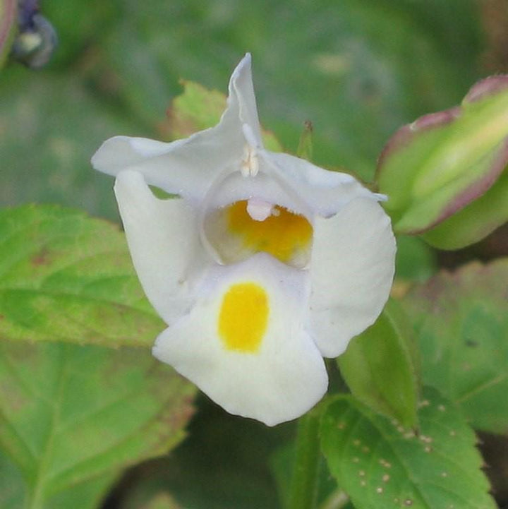 Torenia hybrid 'DANCAT153' ~ Catalina® White Linen Wishbone Flower-ServeScape