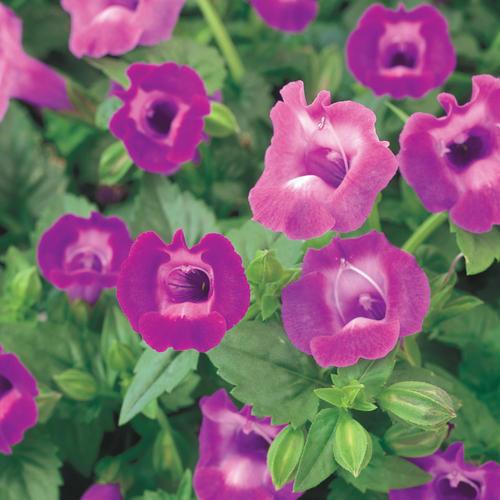 Torenia hybrid 'Sunrenilapa' ~ Summer Wave® Amethyst Wishbone Flower-ServeScape