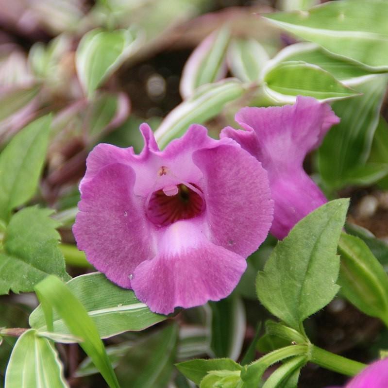 Torenia hybrid 'Sunrenilapa' ~ Summer Wave® Amethyst Wishbone Flower-ServeScape