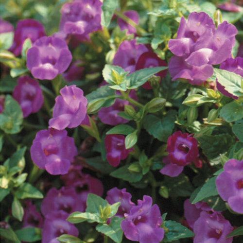 Torenia hybrid 'Sunrenilapa' ~ Summer Wave® Amethyst Wishbone Flower-ServeScape
