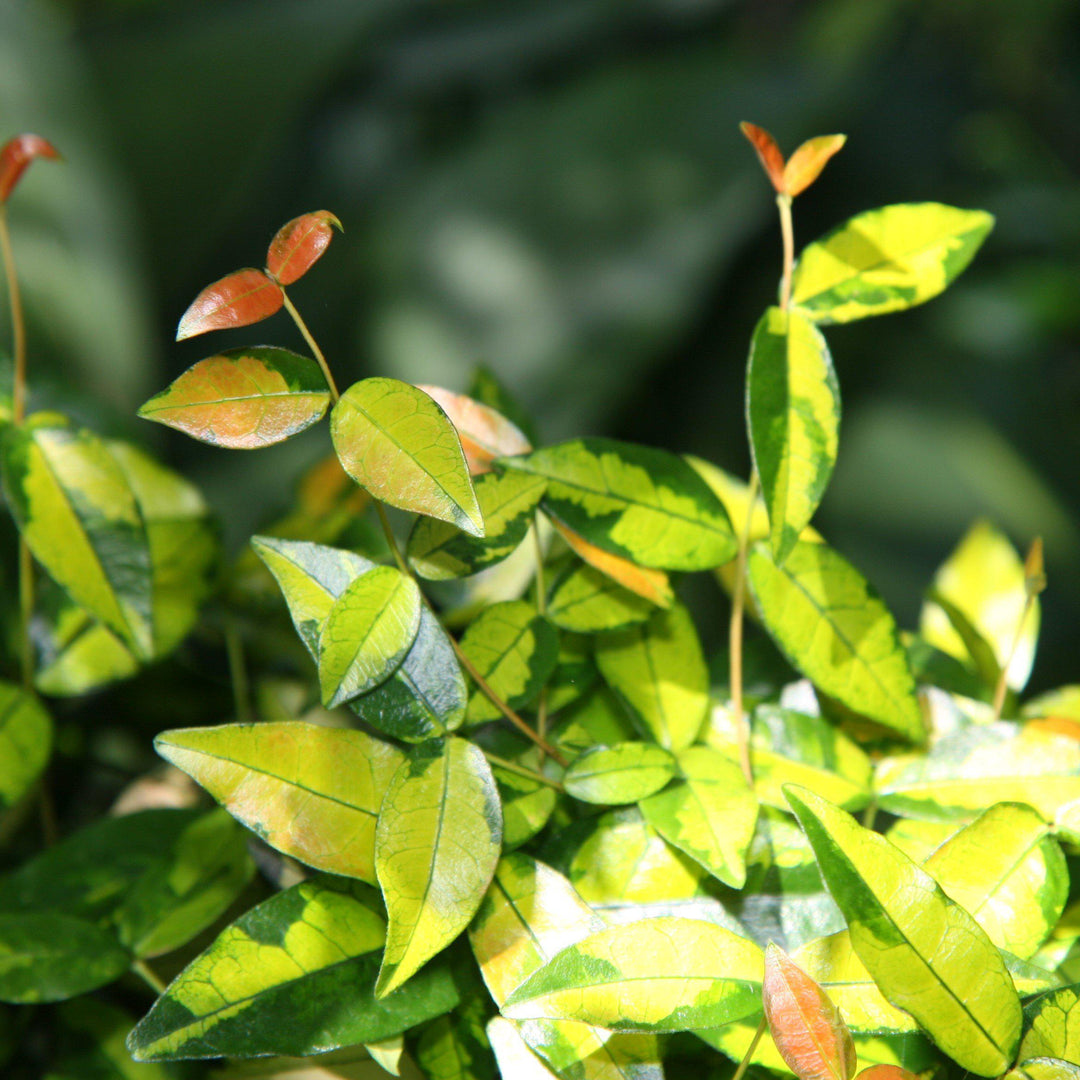 Trachelospermum asiaticum 'Ogon Nishiki' ~ Japanese Star Jasmine-ServeScape